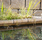 水面に映る水草